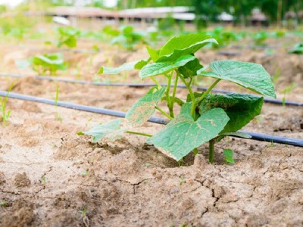 .:: fertirrigacao_19189_1_pt.jpg ::.